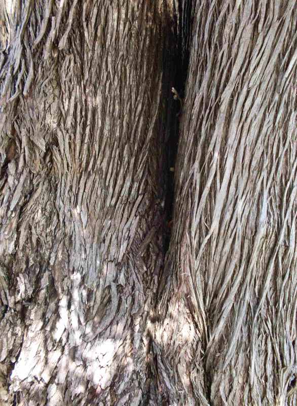 Podocarpus elatus (Plum Pine) (alternate view 5)