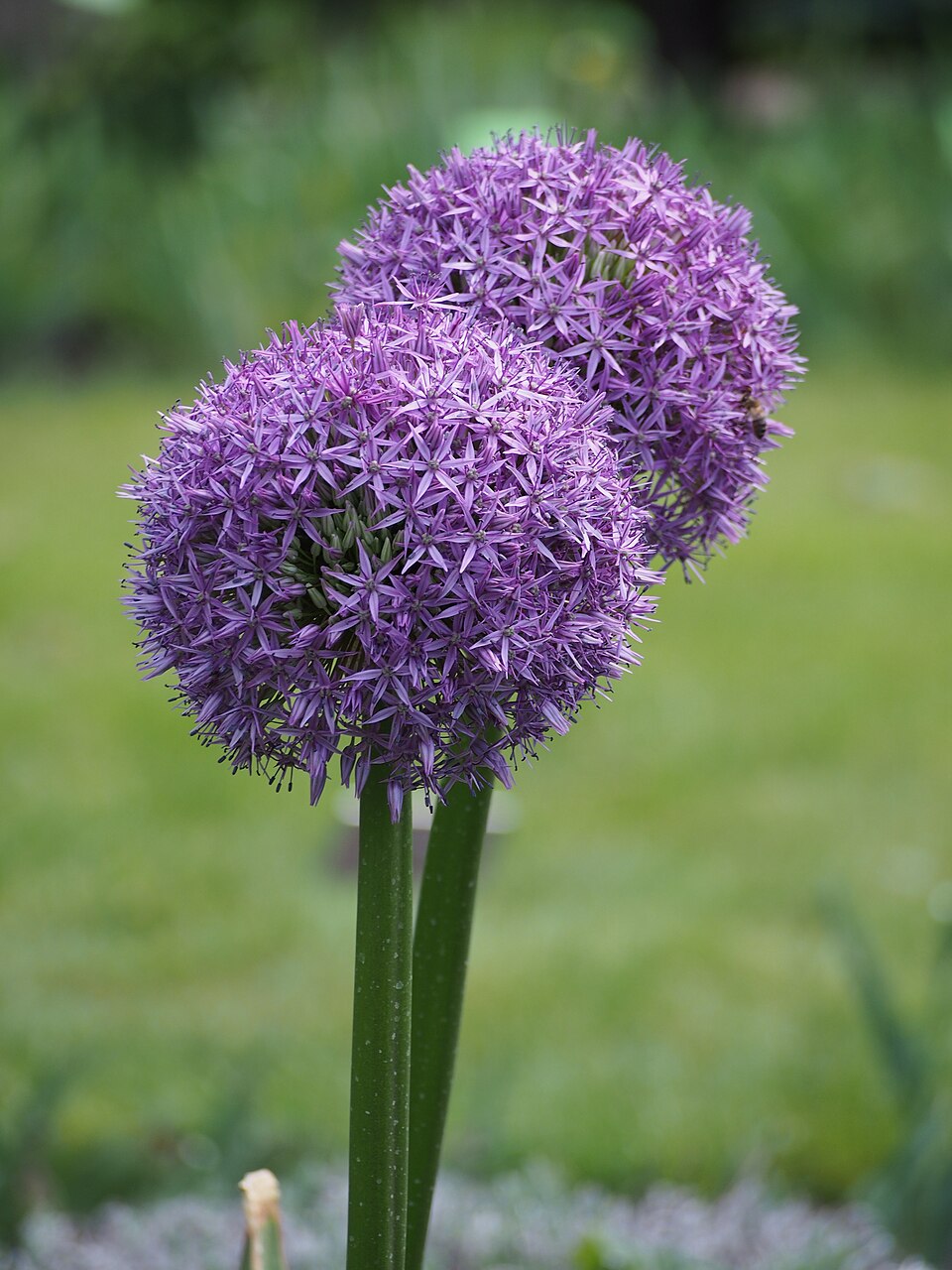 Allium × 'Gladiator' (Gladiator Allium) (alternate view 3)