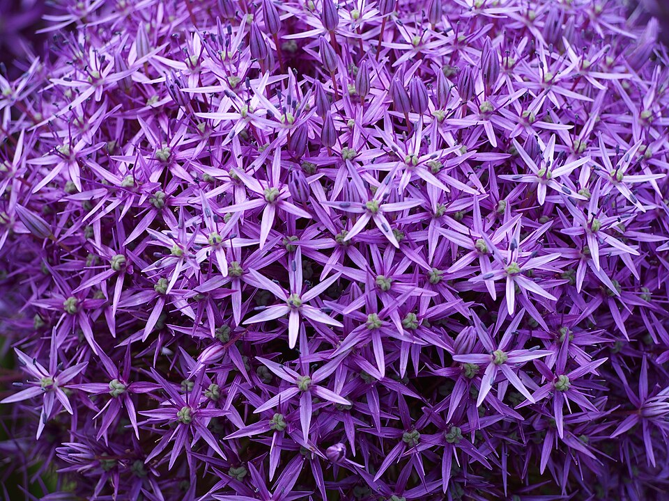 Allium × 'Gladiator' (Gladiator Allium) (alternate view 4)