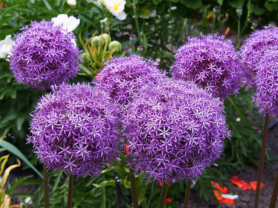 Allium × 'Gladiator' (Gladiator Allium) (alternate view 5)