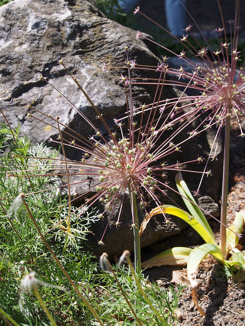 Allium schubertii (satellite onion) (alternate view 9)