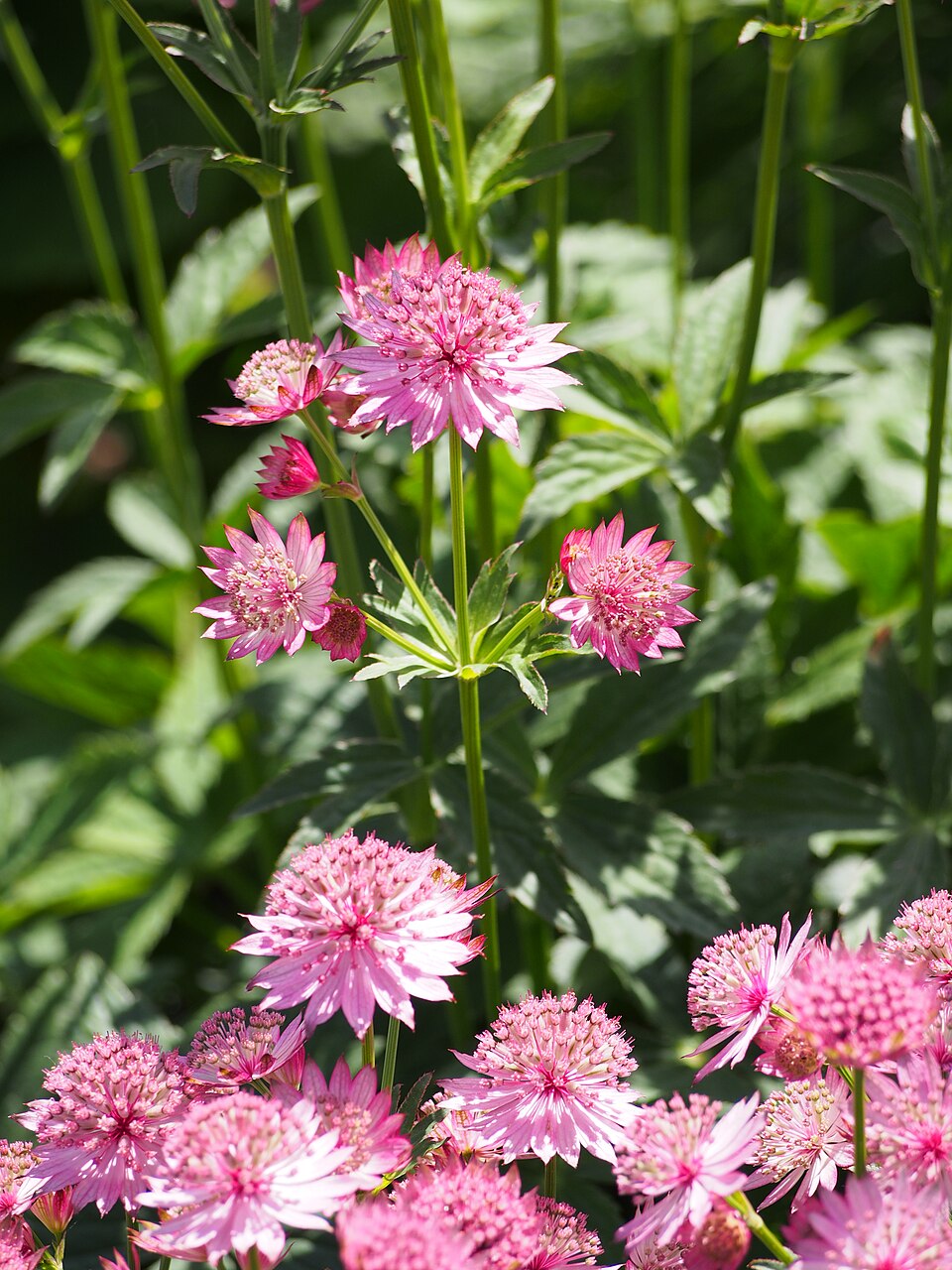 Astrantia major 'Venice'