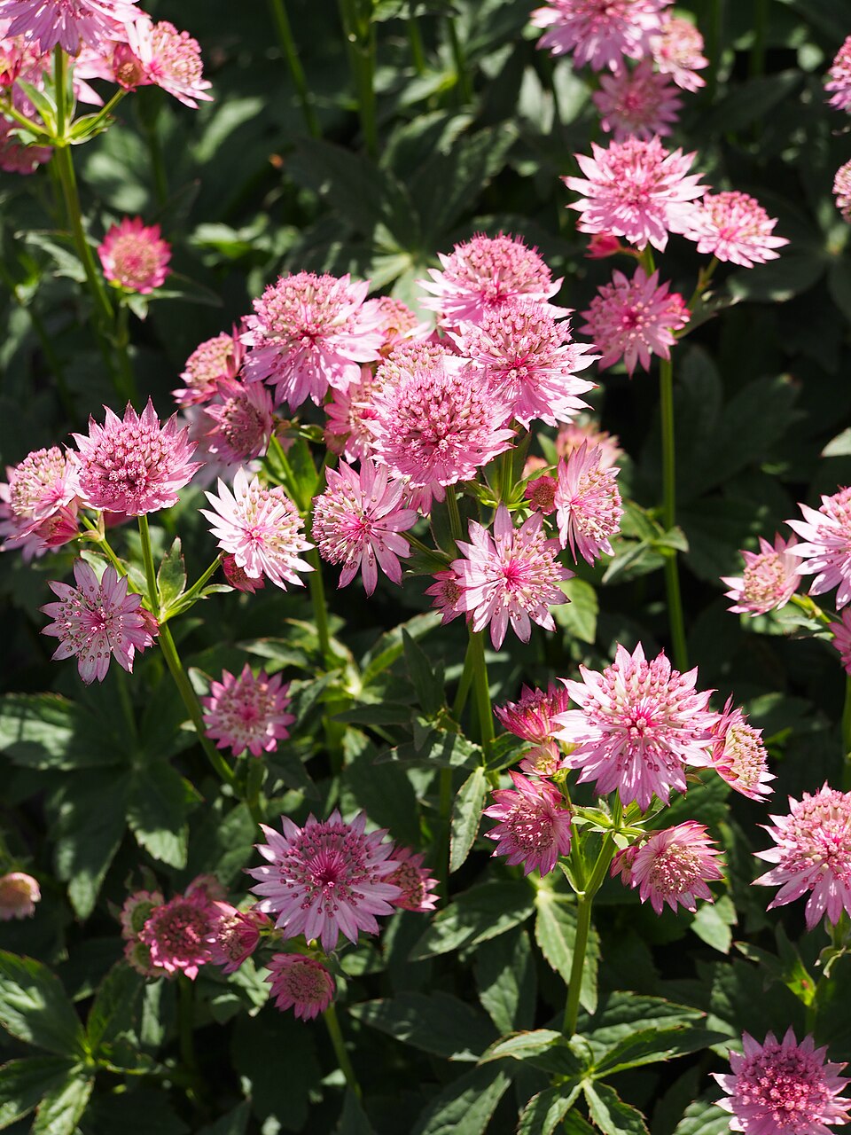 Astrantia major 'Venice' (alternate view 2)