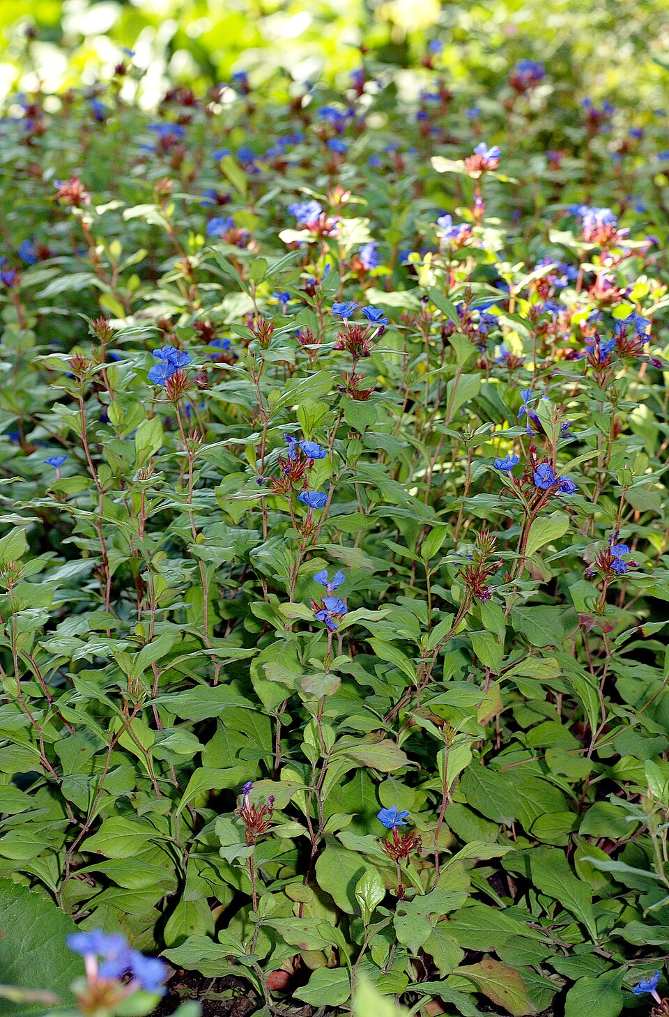Ceratostigma plumbaginoides (Leadwort) (alternate view 6)