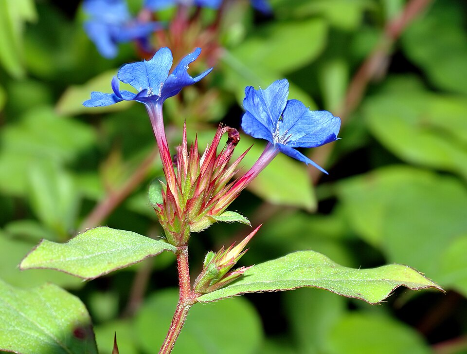 Ceratostigma plumbaginoides (Leadwort) (alternate view 7)
