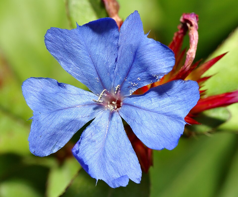 Ceratostigma plumbaginoides (Leadwort) (alternate view 8)