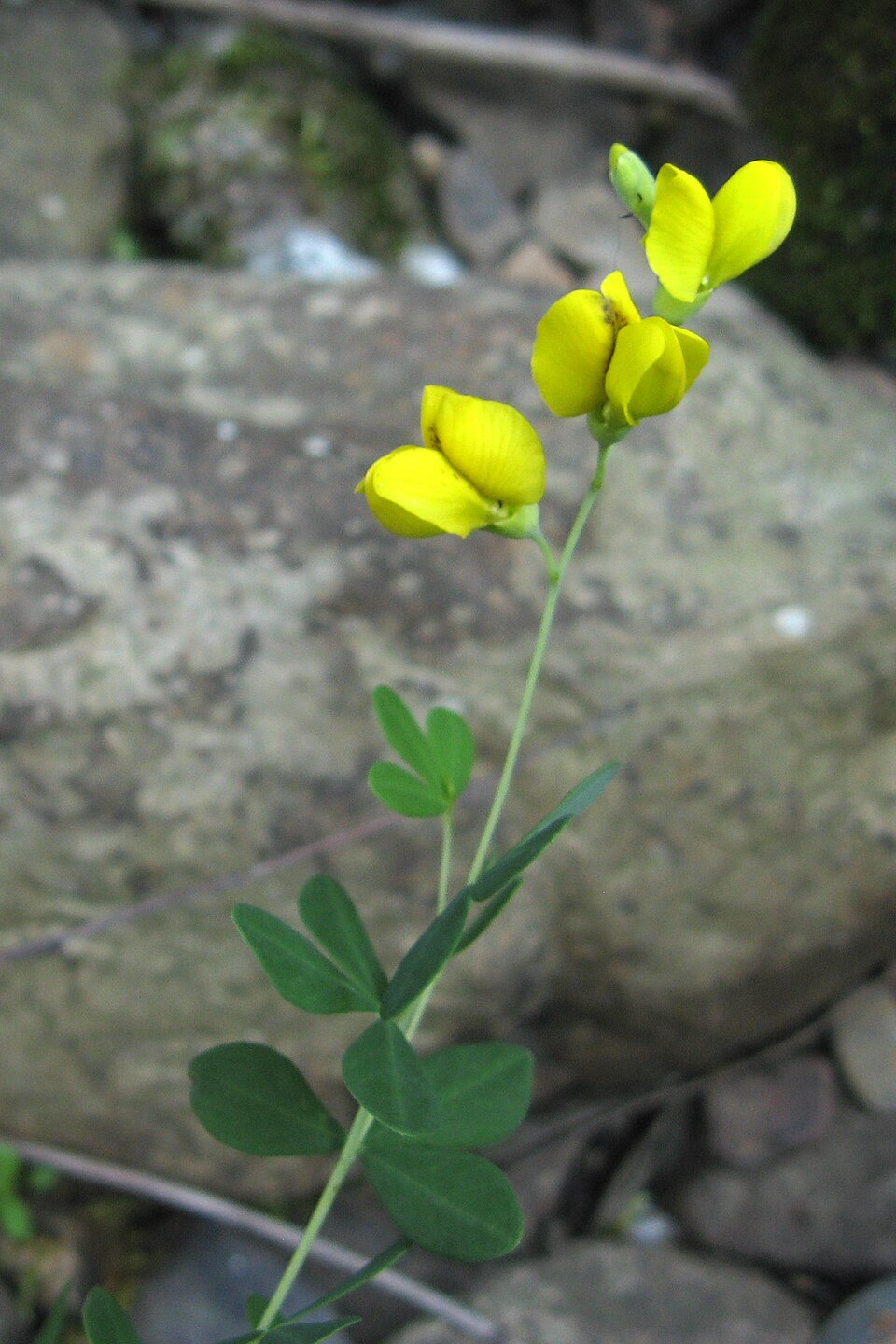 Baptisia tinctoria (eastern wild indigo) (alternate view 8)