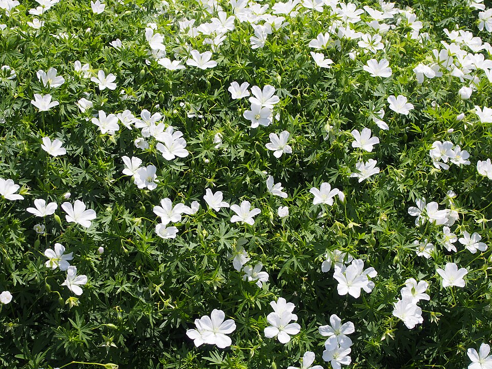 Geranium sanguineum 'Album'