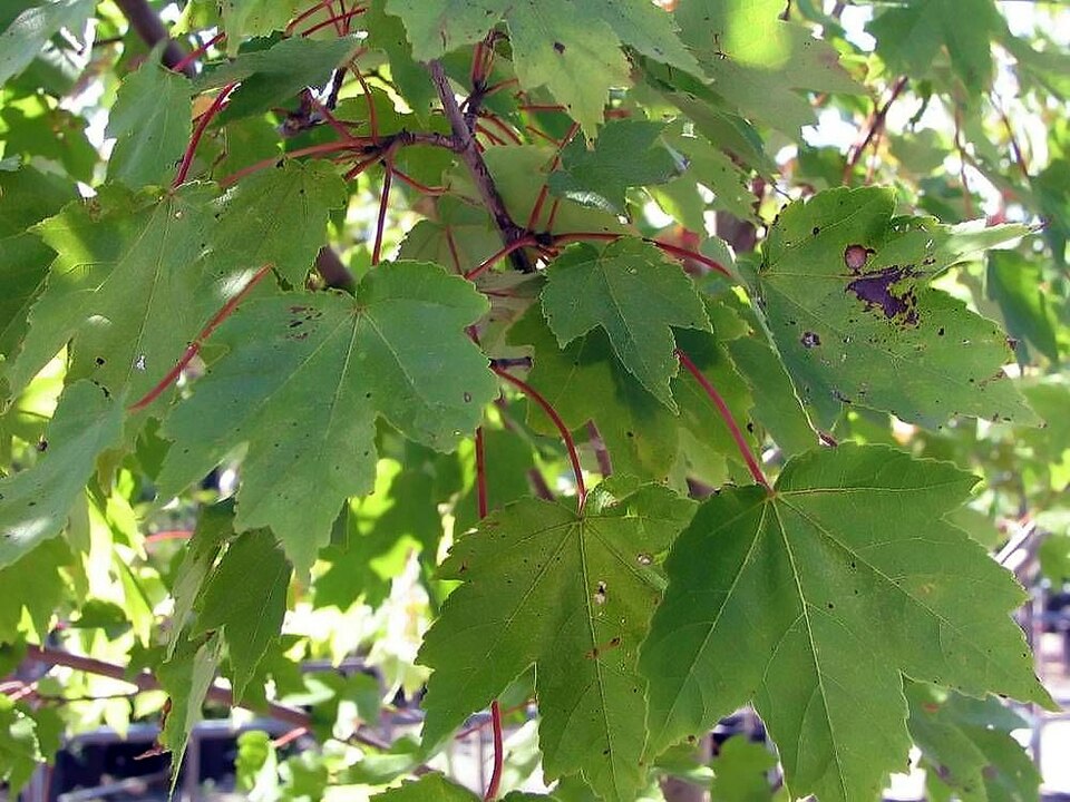 Acer rubrum 'October Glory' (October Glory Red Maple Tree)