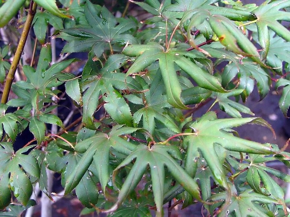 Acer palmatum 'Bloodgood' (Bloodgood Japanese Maple)