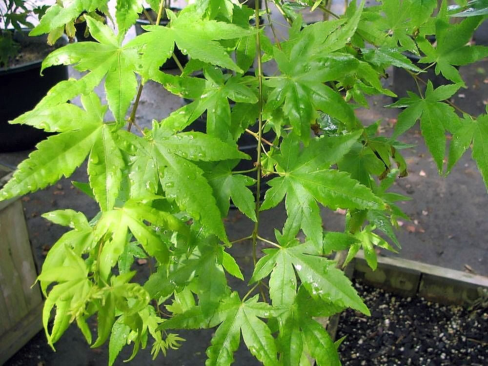 Acer palmatum 'Sango-kaku' (Coral Bark Japanese Maple)