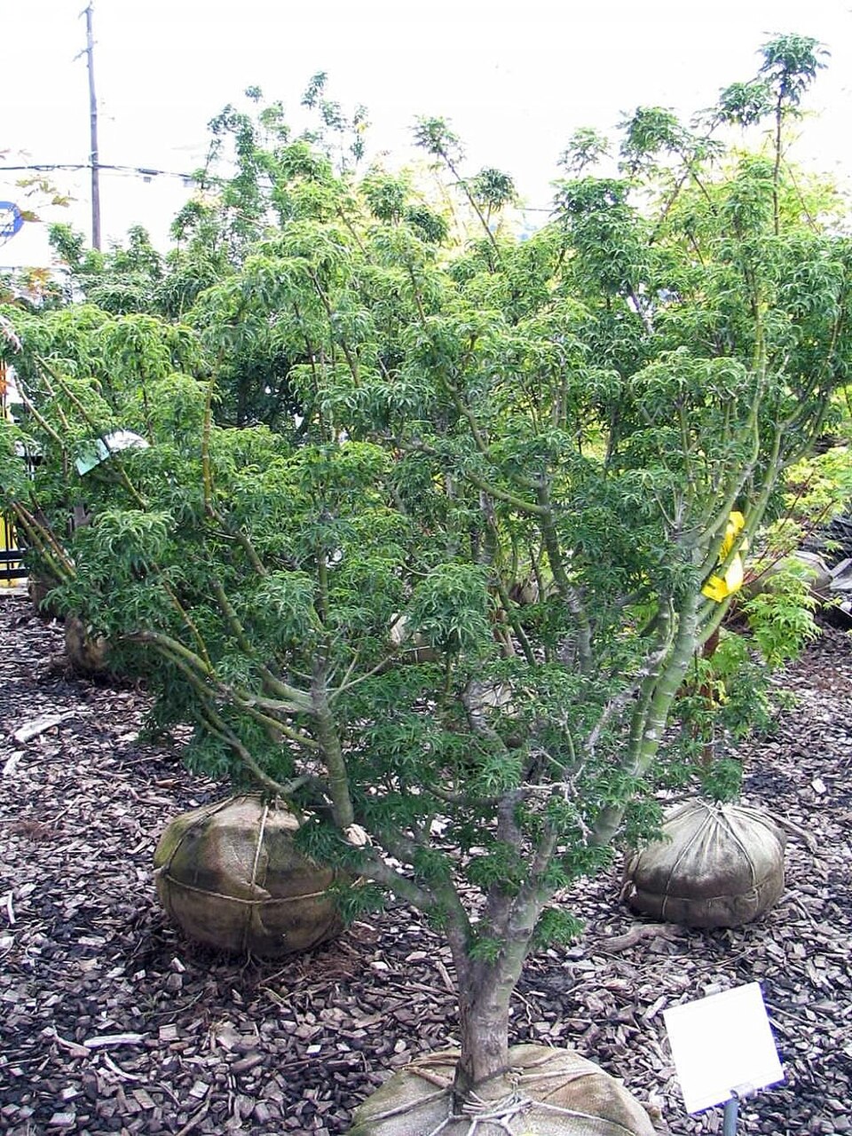 Acer palmatum 'Shishigashira' (Lion's Head Japanese Maple)
