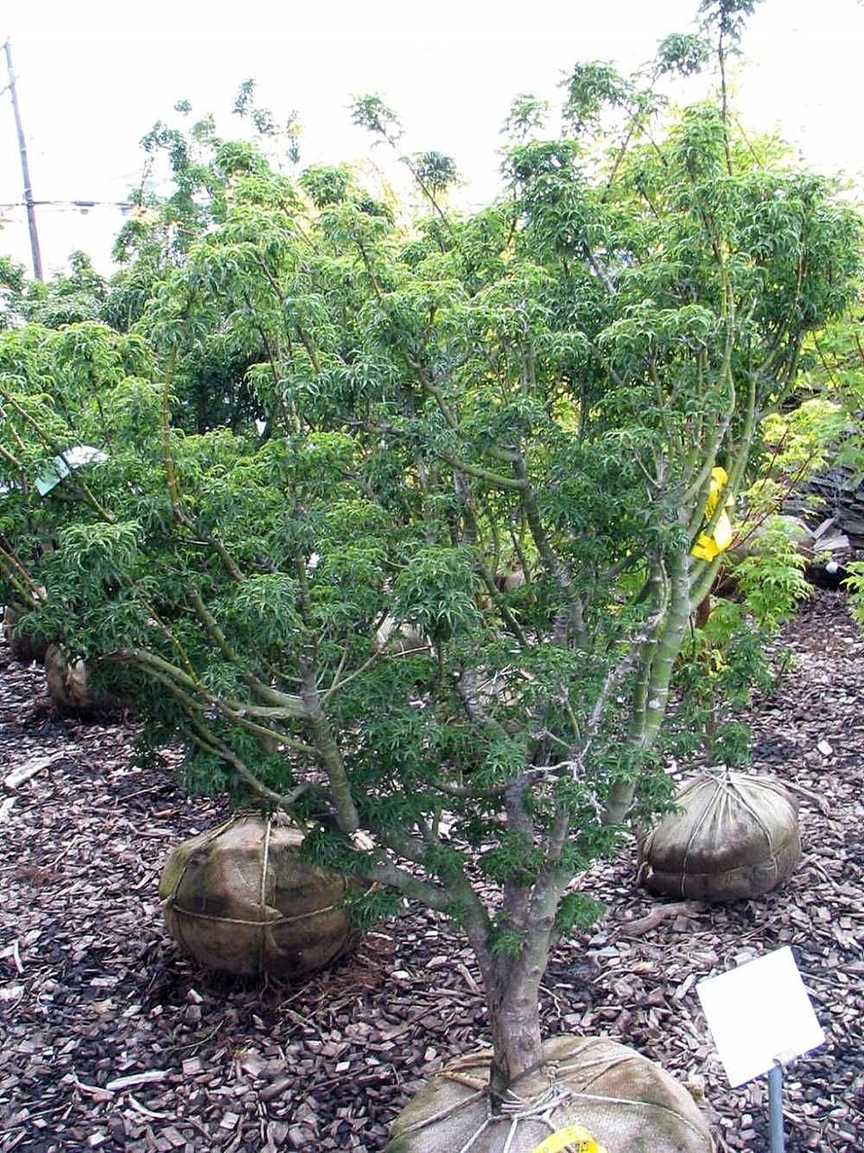 Acer palmatum 'Shishigashira' (Lion's Head Japanese Maple) (alternate view 2)