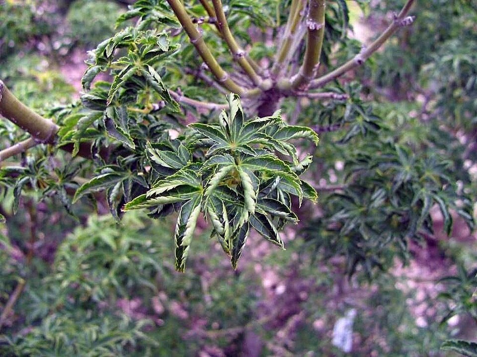 Acer palmatum 'Shishigashira' (Lion's Head Japanese Maple) (alternate view 3)