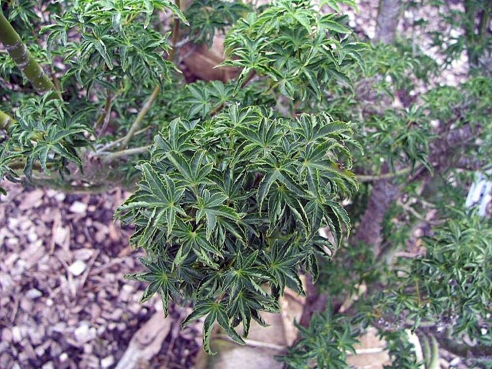 Acer palmatum 'Shishigashira' (Lion's Head Japanese Maple) (alternate view 4)