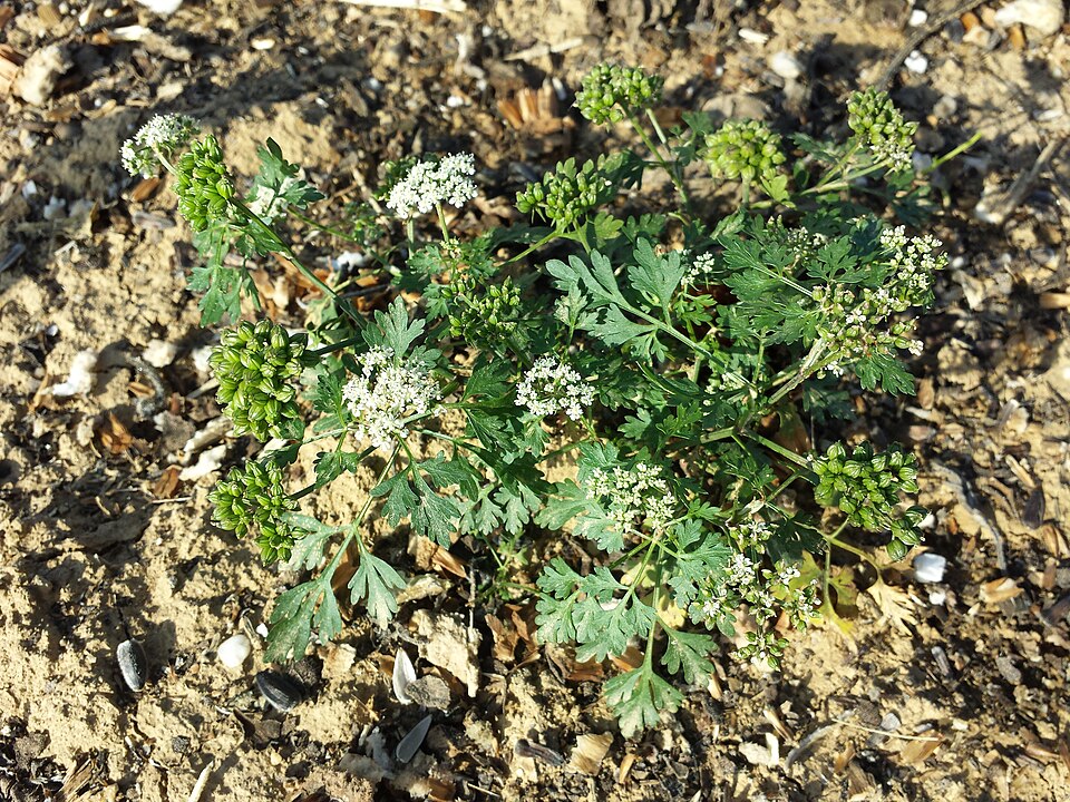 Aethusa cynapium (Fool's parsley)