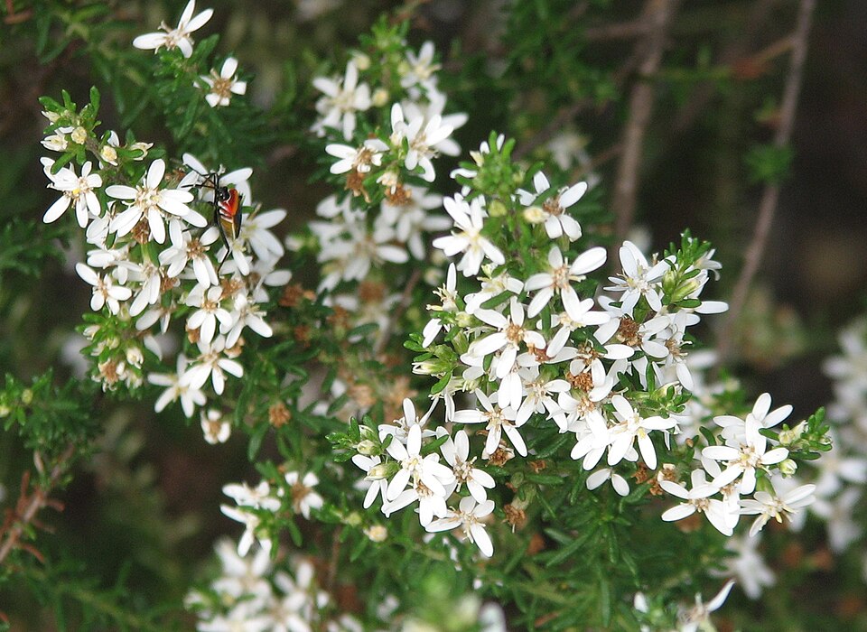 Olearia ramulosa (Twiggy Daisy-Bush) (alternate view 6)