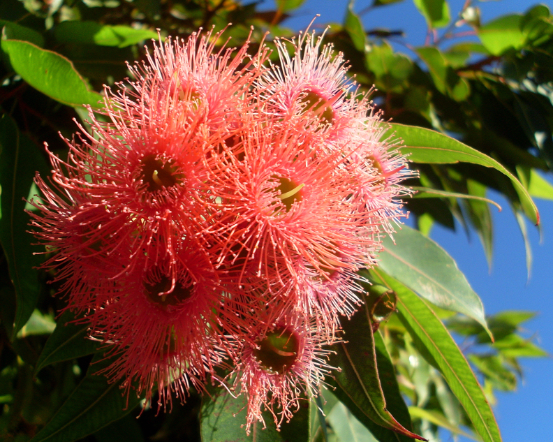 Corymbia ficifolia (Red-flowering gum) (alternate view 9)