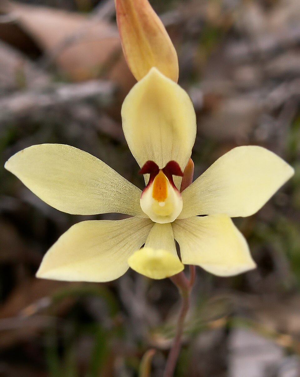 Thelymitra antennifera (lemon-scented sun orchid) (alternate view 4)