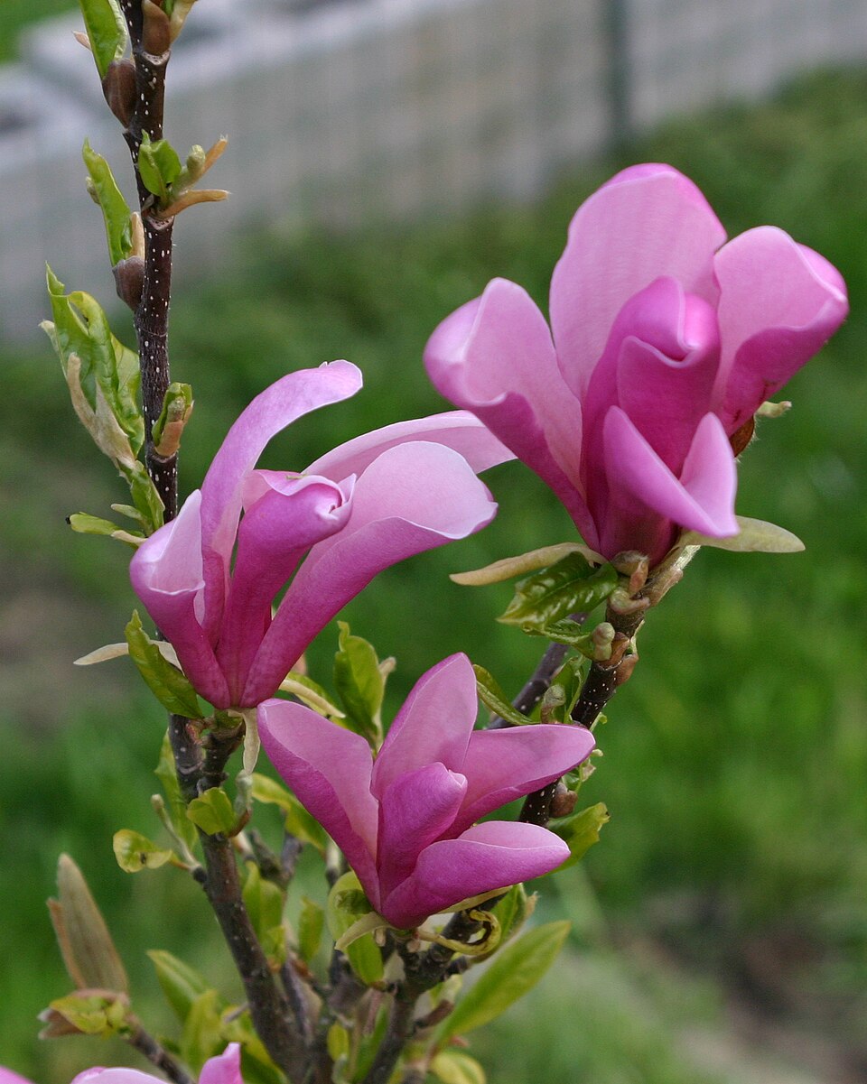 Magnolia liliiflora 'Nigra' (Black Lily Magnolia) (alternate view 5)