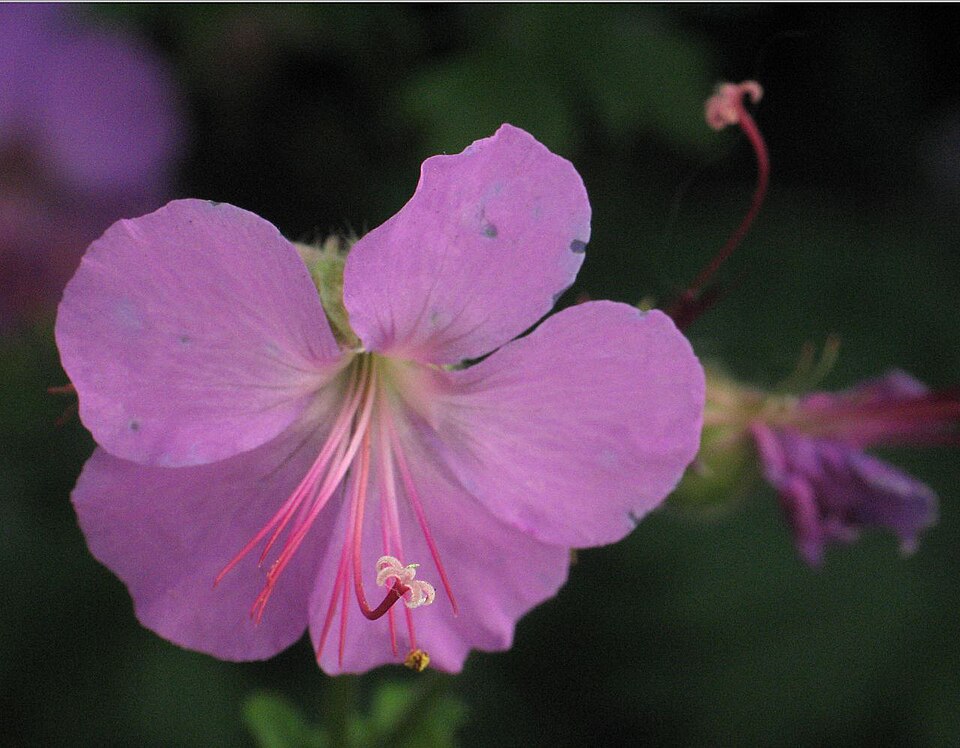Geranium cantabrigiense (Cambridge Geranium) (alternate view 7)