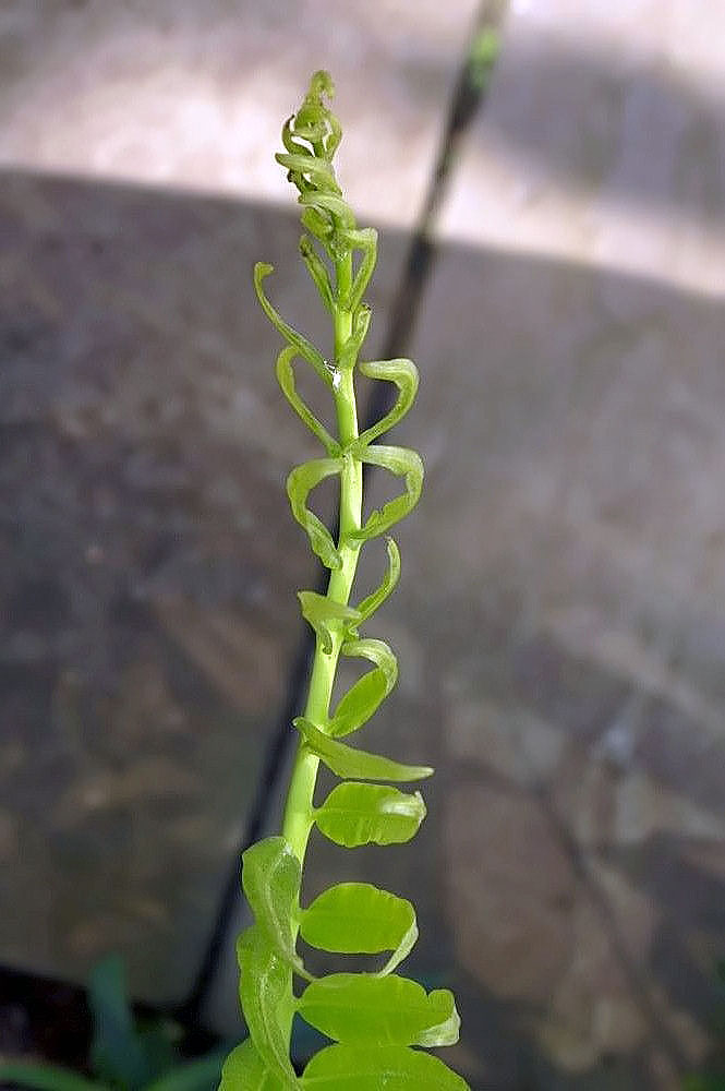 Acrostichum danaeifolium (Giant leather fern) (alternate view 8)