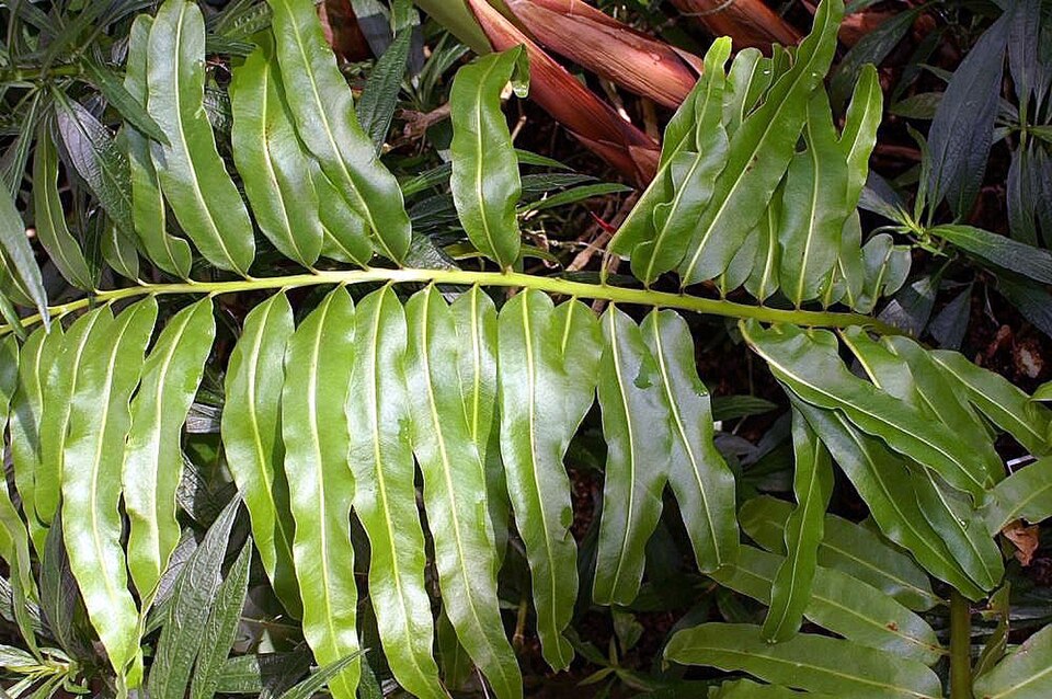 Acrostichum danaeifolium (Giant leather fern) (alternate view 9)