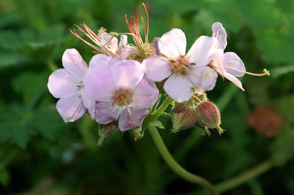 Geranium macrorrhizum 'Ingwersen's Variety' (Ingwersen's Variety) (alternate view 5)