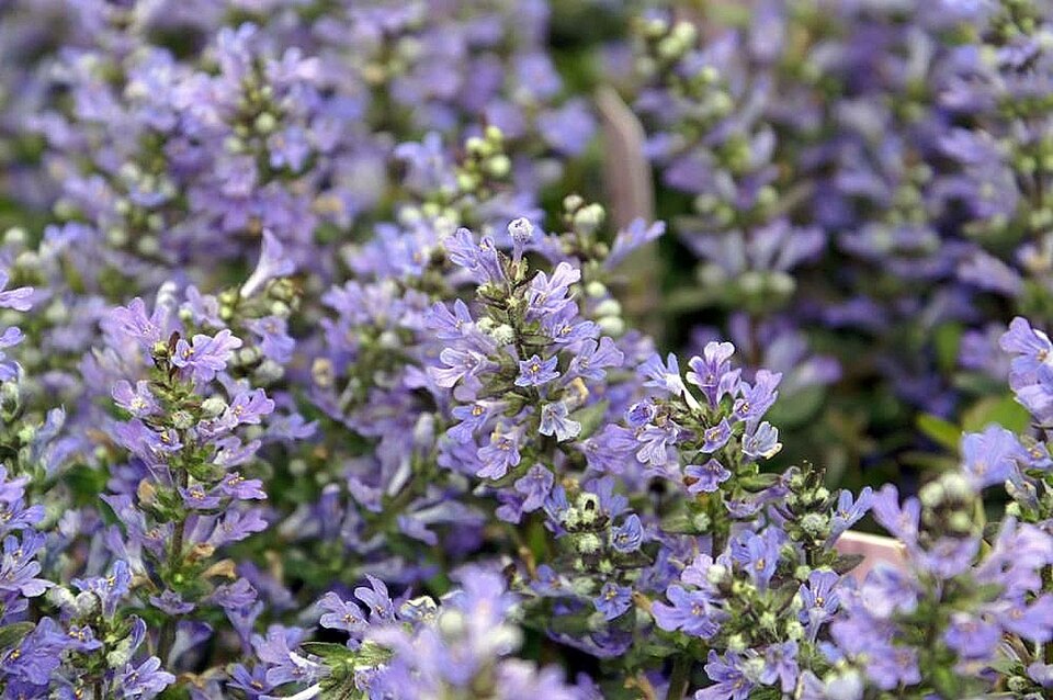 Ajuga reptans 'Chocolate Chip' (Chocolate Chip Bugleweed) (alternate view 2)