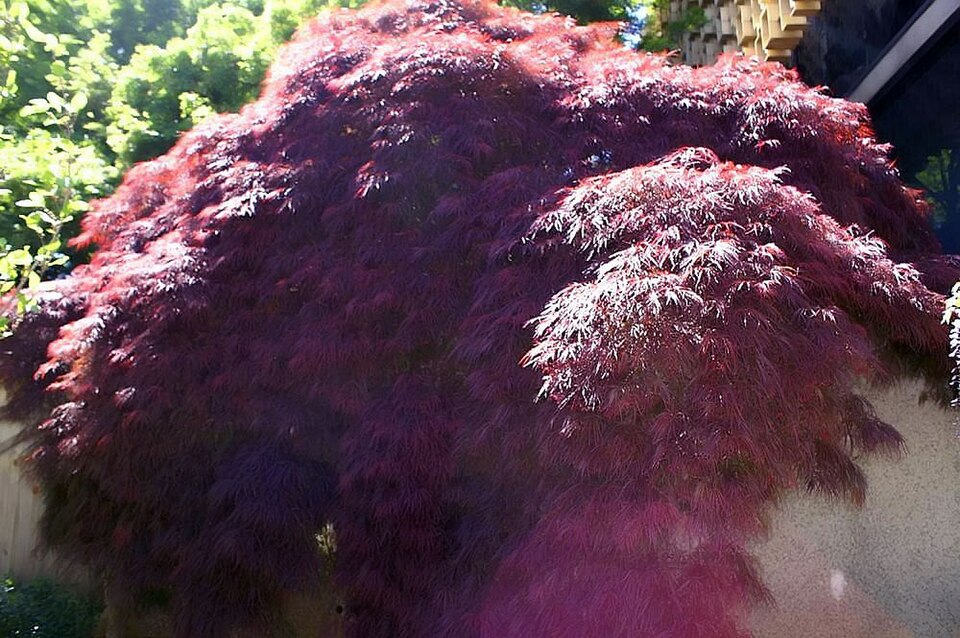 Acer palmatum 'Crimson Queen' (Crimson Queen Japanese Maple Tree)