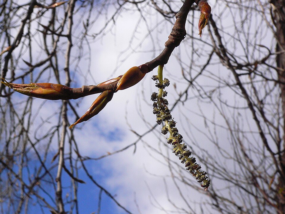 Populus trichocarpa (cottonwood)