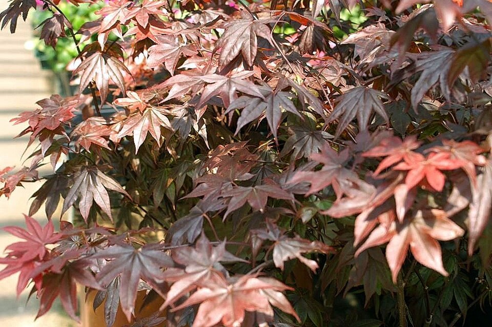 Acer palmatum 'Bloodgood' (Bloodgood Japanese Maple) (alternate view 4)