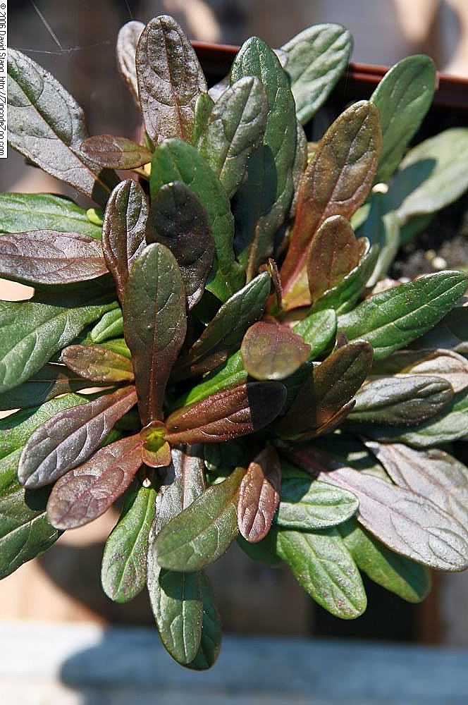Ajuga reptans 'Chocolate Chip' (Chocolate Chip Bugleweed) (alternate view 3)
