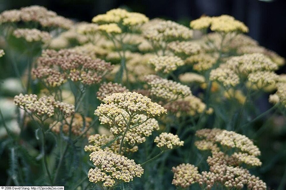 Achillea × 'Terracotta' (Terracotta Yarrow)