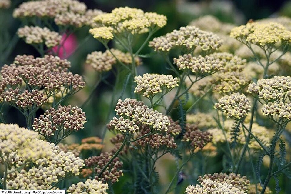 Achillea × 'Terracotta' (Terracotta Yarrow) (alternate view 2)