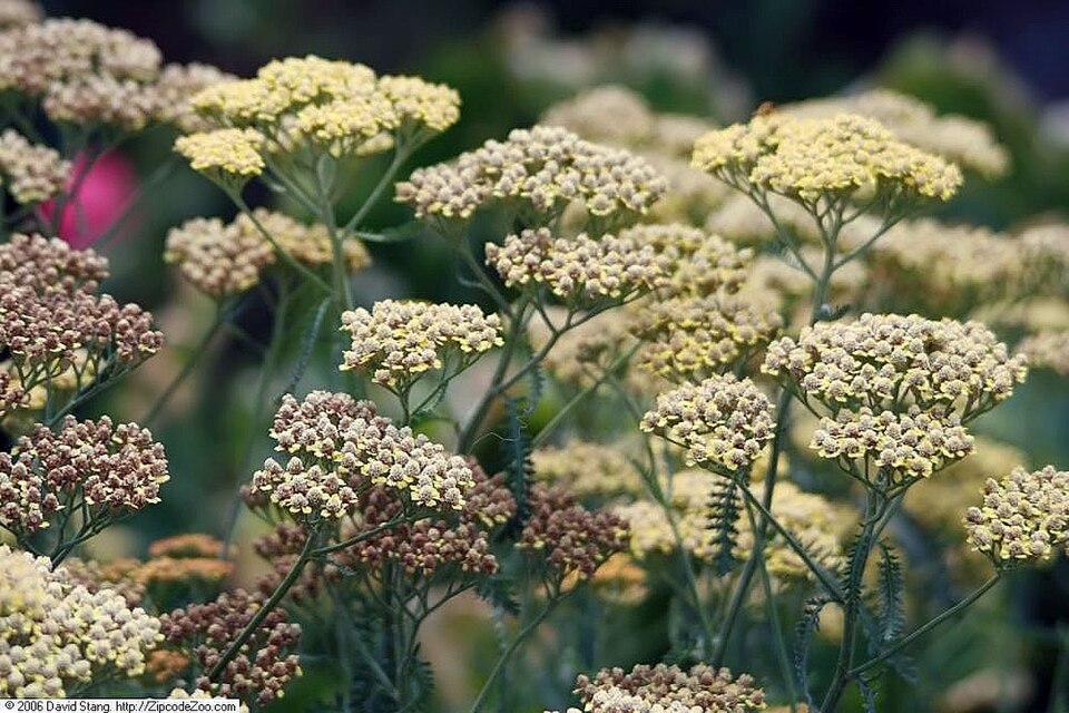 Achillea × 'Terracotta' (Terracotta Yarrow) (alternate view 3)