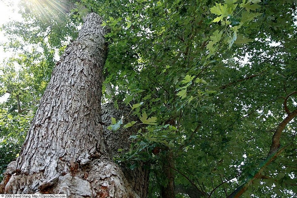 Acer saccharinum (silver maple) (alternate view 7)