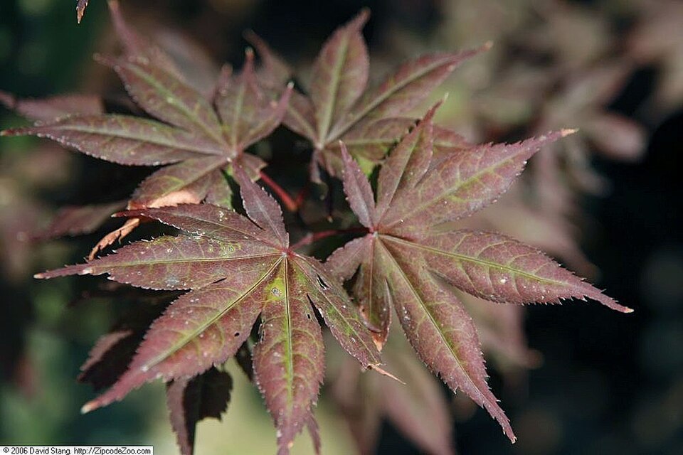 Acer palmatum 'Bloodgood' (Bloodgood Japanese Maple) (alternate view 5)