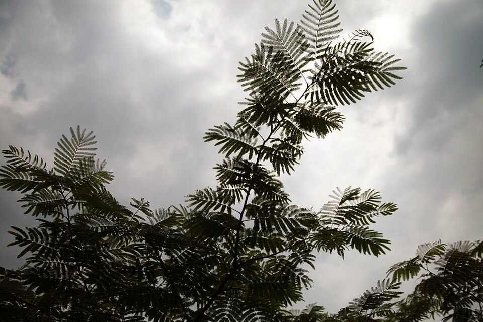 Albizia julibrissin (silk tree)