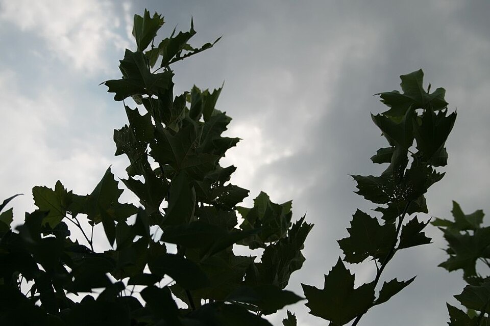 Platanus (planes) (alternate view 2)