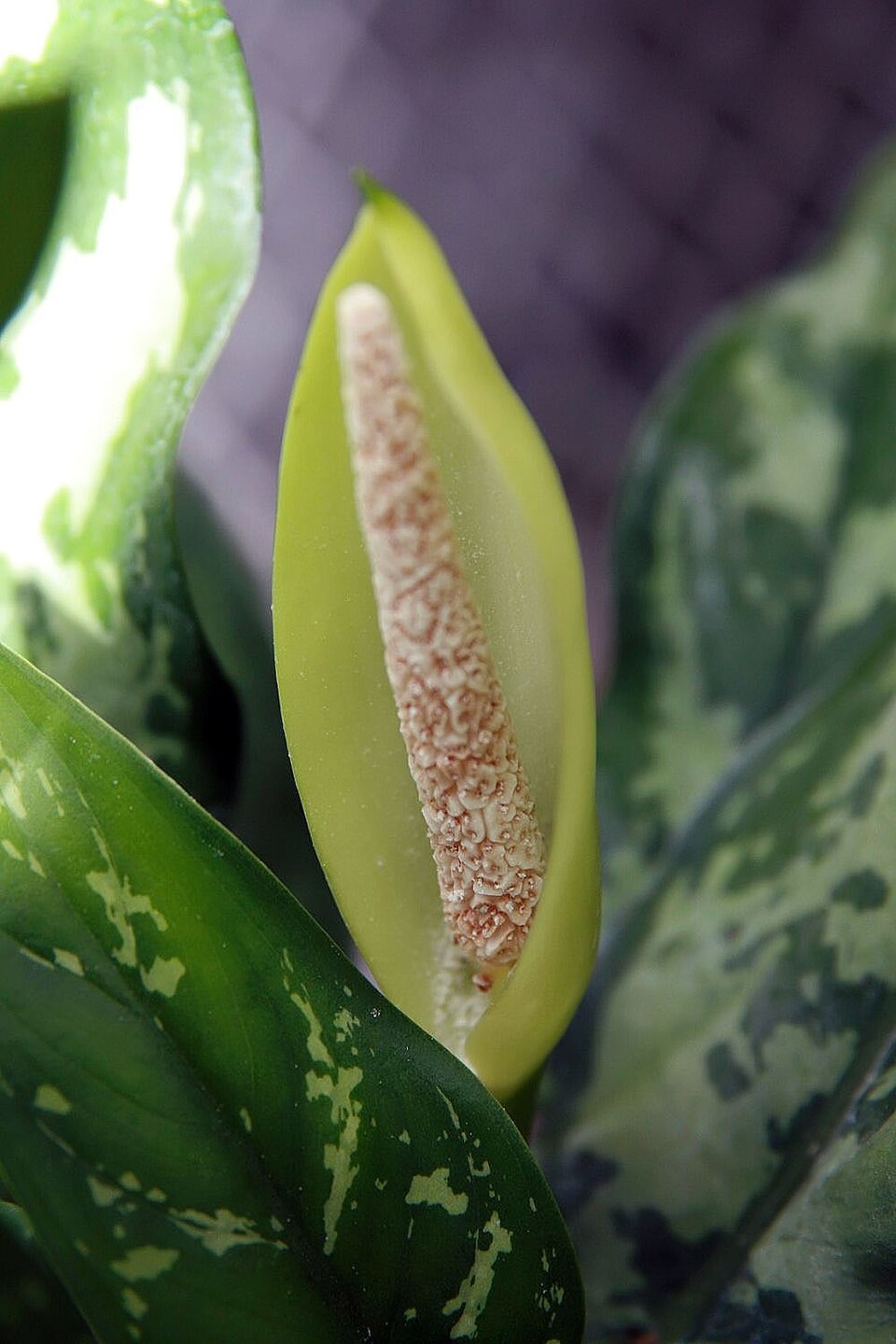 Aglaonema (Chinese evergreens) (alternate view 5)