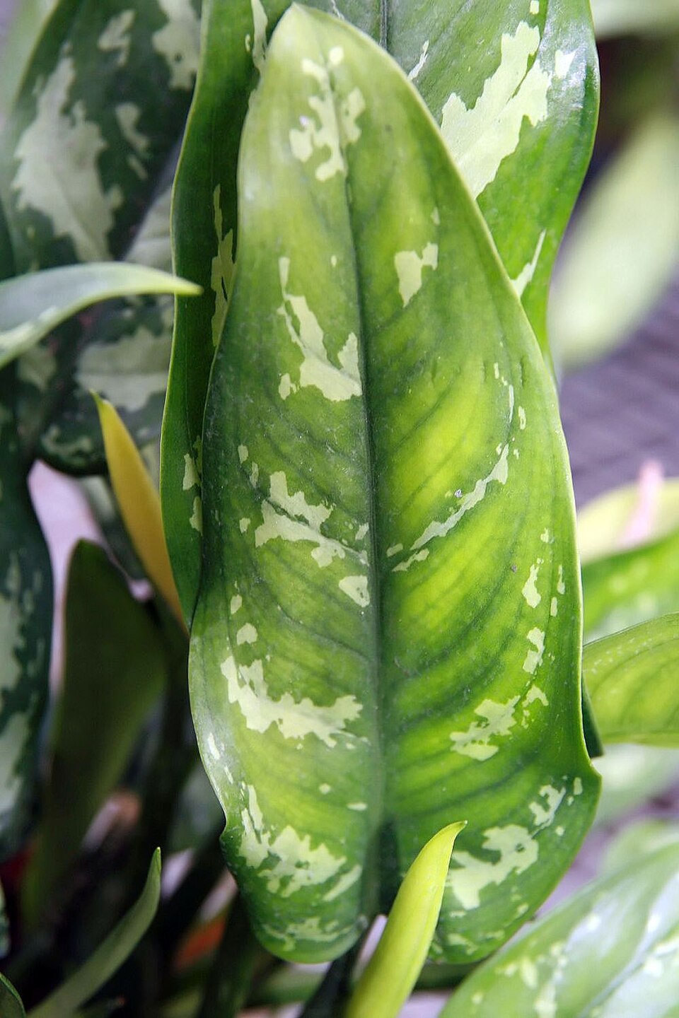 Aglaonema (Chinese evergreens) (alternate view 6)