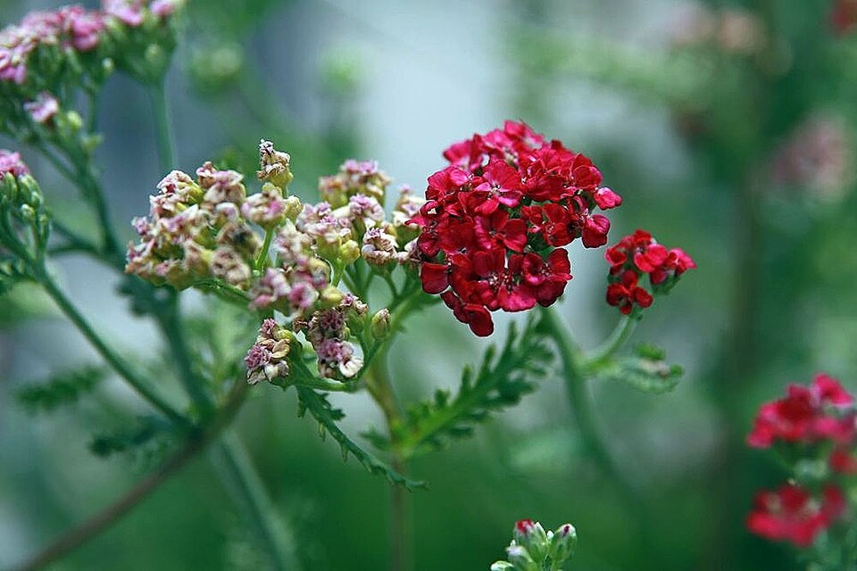 Achillea millefolium 'Paprika' (Paprika Yarrow) (alternate view 3)