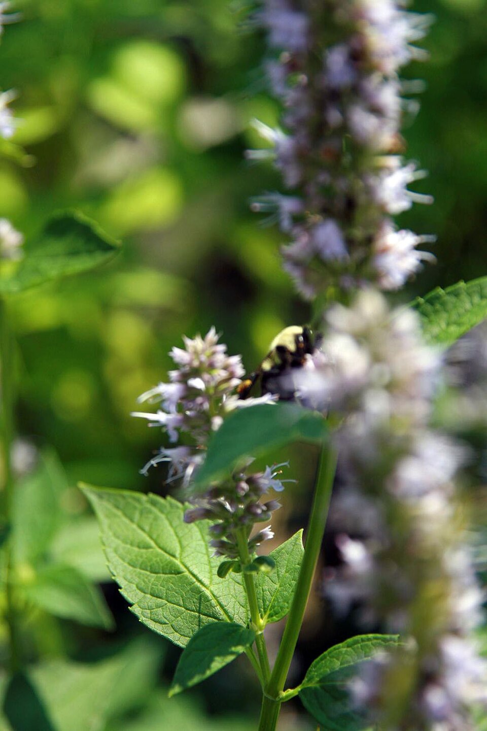 Agastache 'Blue Fortune' (Blue Fortune Hummingbird Mint) (alternate view 4)