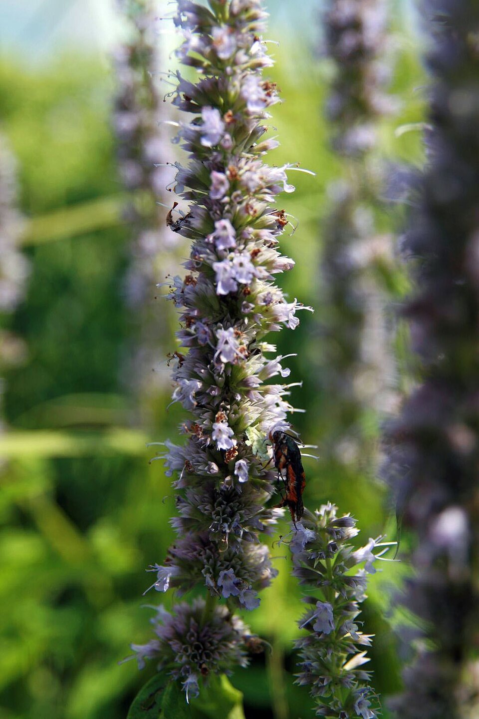 Agastache 'Blue Fortune' (Blue Fortune Hummingbird Mint) (alternate view 5)