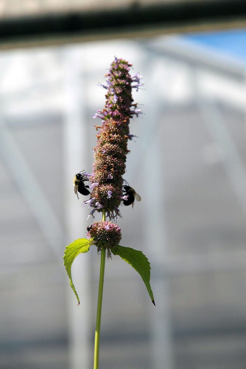 Agastache 'Black Adder' (Black Adder Hummingbird Mint)