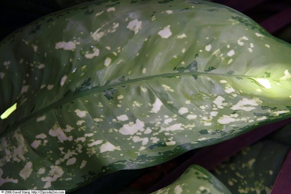 Aglaonema (Chinese evergreens) (alternate view 7)