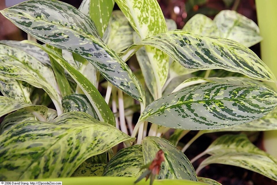 Aglaonema (Chinese evergreens) (alternate view 8)