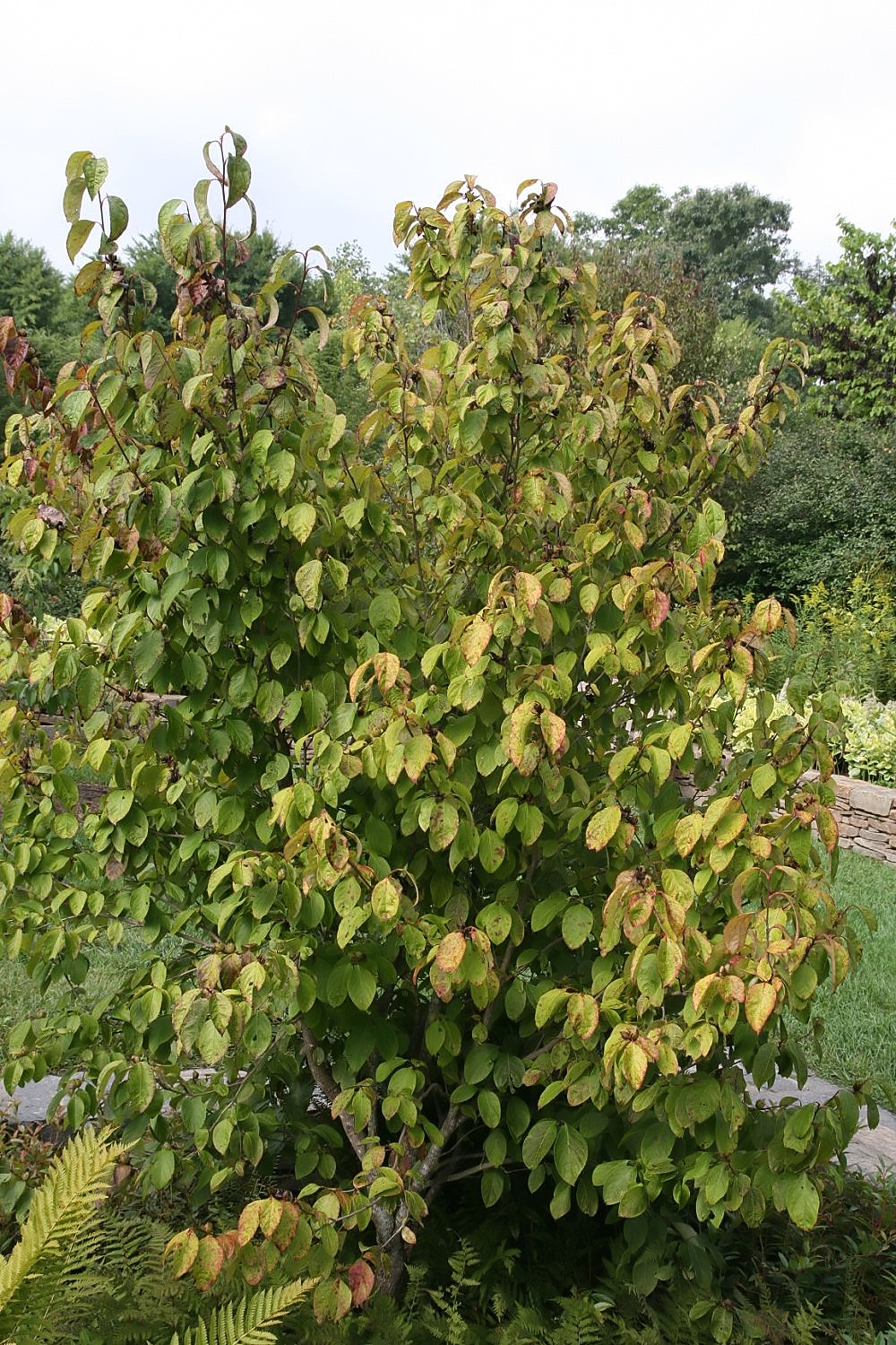Stewartia ovata, Mountain camellia — upright deciduous (Theaceae) (image 5 of 10)