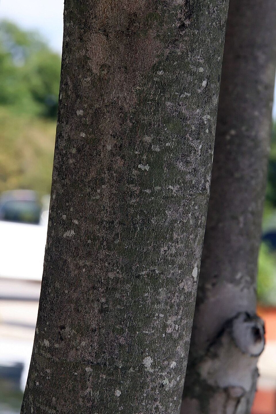 Acer rubrum 'October Glory' (October Glory Red Maple Tree) (alternate view 3)